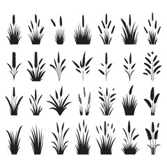 Obraz premium Silhouette set of grass. Vector isolated illustration