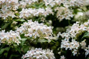 white and pink flowers of Abelia x grandiflora shrub	