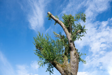 Very tall trees seen from below