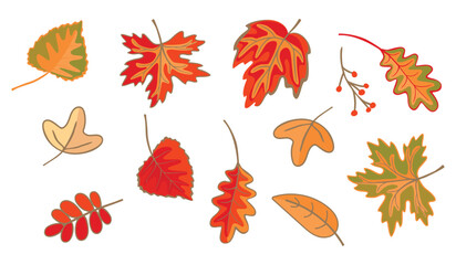 Fototapeta premium Autumn leaves of various trees isolated on white background.Leaf of maple, poplar, acacia, oak in yellow and orange colors.Botanical vector design set for use in card,banner template,stickers.