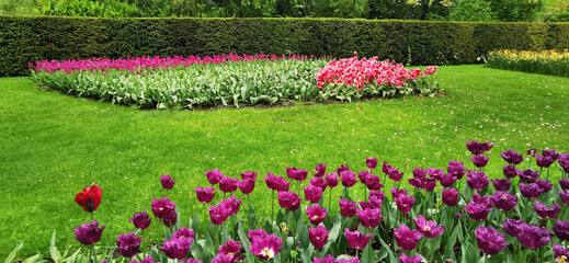 Field of blooming tulips in Keukenhof, Netherlands. The tulip is an ornamental flower of the genus...
