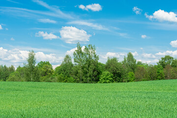 Green grass, agricultural field, forest with pronounced birch trees in the center, blue sky with...