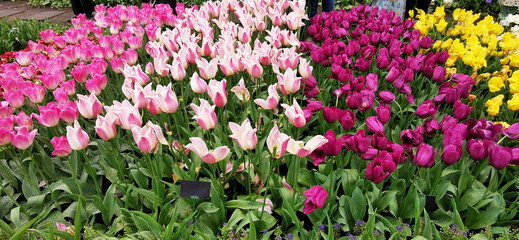 Field of blooming tulips in Keukenhof, Netherlands. The tulip is an ornamental flower of the genus of liliaceae plants, formed by a single flower on each stem