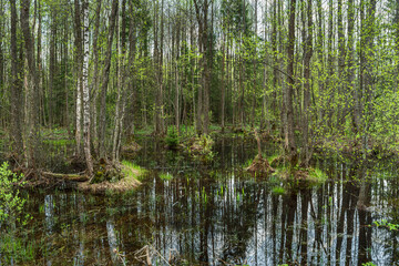 Fototapeta premium Spring flood of water in the forest. Wetland with dense forest. The sky, tree trunks, grass are reflected in calm water. Forest landscape of wild impassable terrain