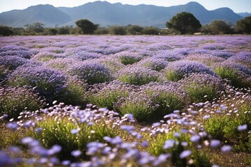 Obraz premium lavender field in region