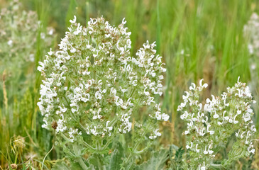 plants that grow spontaneously in nature. plants with white flowers.