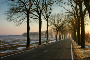 Rural Highway with Alley Trees in Brandenburg, Germany