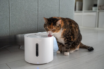 Cat drinking from automatic water dispenser. Modern smart drinker for pet. Drinking fountain with...