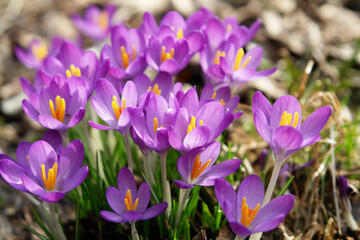 Spring's Delight: Crocus Flowers Blossoming in Early Spring