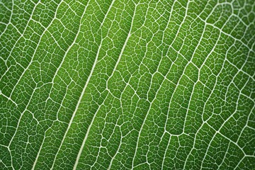 Obraz premium green leaf texture