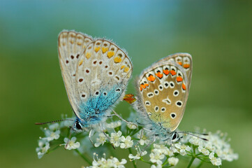 Graceful Lucent Beauty: Two Lucanidae Butterflies