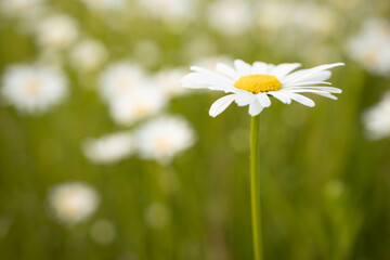 Close-up of white daisies with yellow centers in a lush green field, highlighting the vibrant and fresh atmosphere. The background features more daisies in soft focus, creating a serene and cheerful
