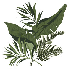 Hand draw graphic green tropical bouquet, simple exotica palm leaf, monster, isolated on transparent background