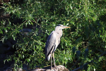 Sweden. The grey heron (Ardea cinerea) is a long-legged wading bird of the heron family, Ardeidae, native throughout temperate Europe and Asia, and also parts of Africa.   