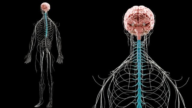Human brain nervous system anatomy, medical diagram with parasympathetic and sympathetic nerves. medically accurate Neurons, Central organ, loop animation, spinal cord, neurotransmitters, 3d render