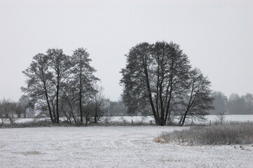 Brandenburg's Snow-Kissed Trees: Tranquil Winter Landscape