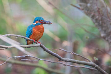Common Kingfisher (Alcedo atthis) on branch with fish, the Netherlands