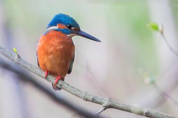 Common Kingfisher (Alcedo atthis) on branch, the Netherlands