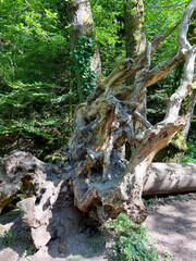 Umgestürzter Baum an den Geroldsauer Wasserfällen wird zum Klettergerüst