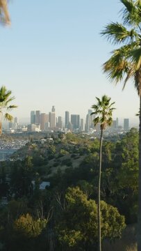 Vertical Screen: Enjoy a mesmerizing vertical video showcasing downtown Los Angeles with palm trees, skyscrapers, and a bustling cityscape, offering a unique view of this vibrant metropolis