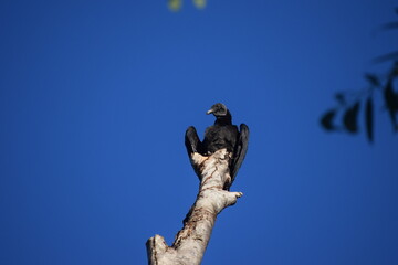 Urubu de cabeça preta - Coragyps atratus