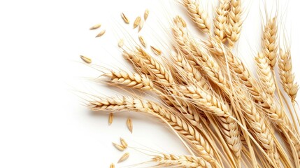 fresh wheat ear on white background