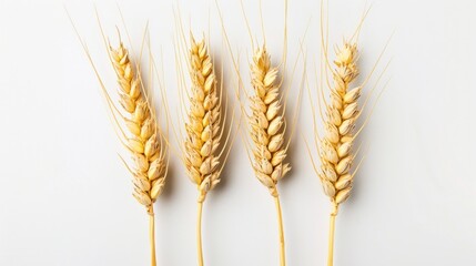 fresh wheat ear on white background