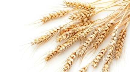 fresh wheat ear on white background