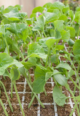 Shoots of melon plants at plant nursery