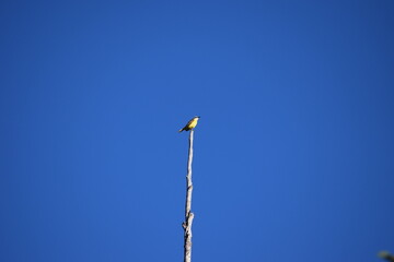 Bem-te-vi no céu azul