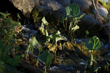 Closeup green sprouts with broad leaves growing near a small stream of water.
