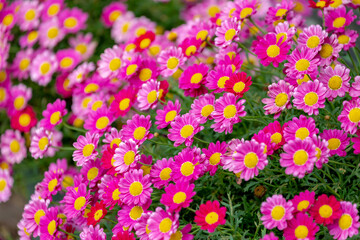 Selective focus of purple pink flowers with green leaves in garden, Argyranthemum frutescens known as Paris daisy or marguerite daisy, A perennial plant known for its flowers, Nature floral background