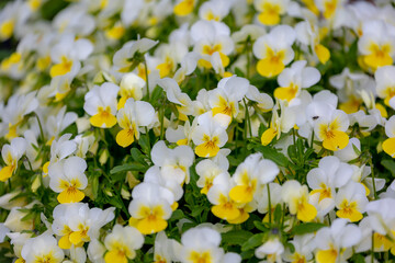 Selective focus of flowers Viola tricolor blooming in the garden, Yellow white cream flower with green leaves, Home decoration, Nature floral background