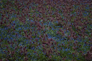 field background