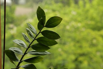 green leaves background