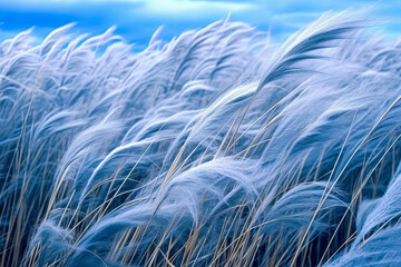 Obraz premium A field of tall grass with a blue sky in the background