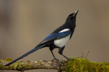 Beautiful magpie perched on a mossy branch looking up with a cream colored background