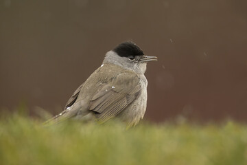 Pretty blackcap perched on a serval branch while snowing in the mountains