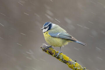 Beautiful blue tit perched on a tree branch while it snows in the mountains