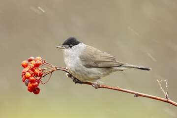 Pretty blackcap perched on a green meadow while snowing in the mountains
