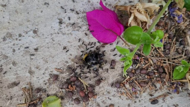 Ants walking and working on pavement, ants eating a dead bee