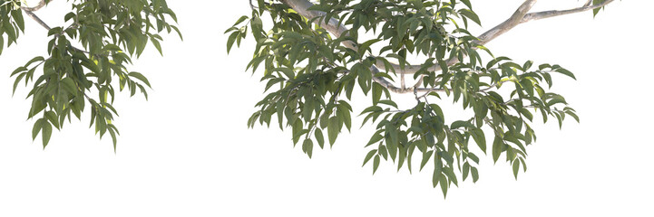 Fototapeta premium Various types of tree branch plants bushes shrub and and small plants isolated 