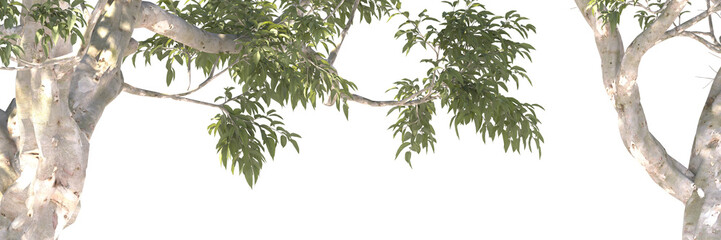 Various types of tree branch plants bushes shrub and and small plants isolated	
