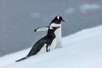 There is Snow There are Penguins. Penguins enjoy themselves in Antarctica.