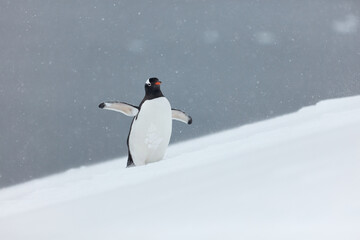 There is Snow There are Penguins. Penguins enjoy themselves in Antarctica.