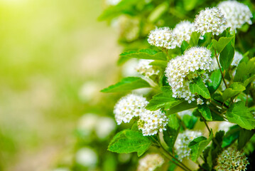 White hawthorn flowers on a green natural background
