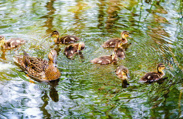 wild duck and eight little ducklings
