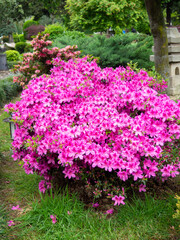 Bright pink flowers on a bush. Japanese garden. Petals of bright color