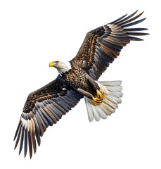 Naklejka premium Bald eagle flying up on transparent isolated background