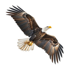 Fototapeta premium Bald eagle flying up on transparent isolated background